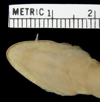 Media type: image;   Herpetology R-26998